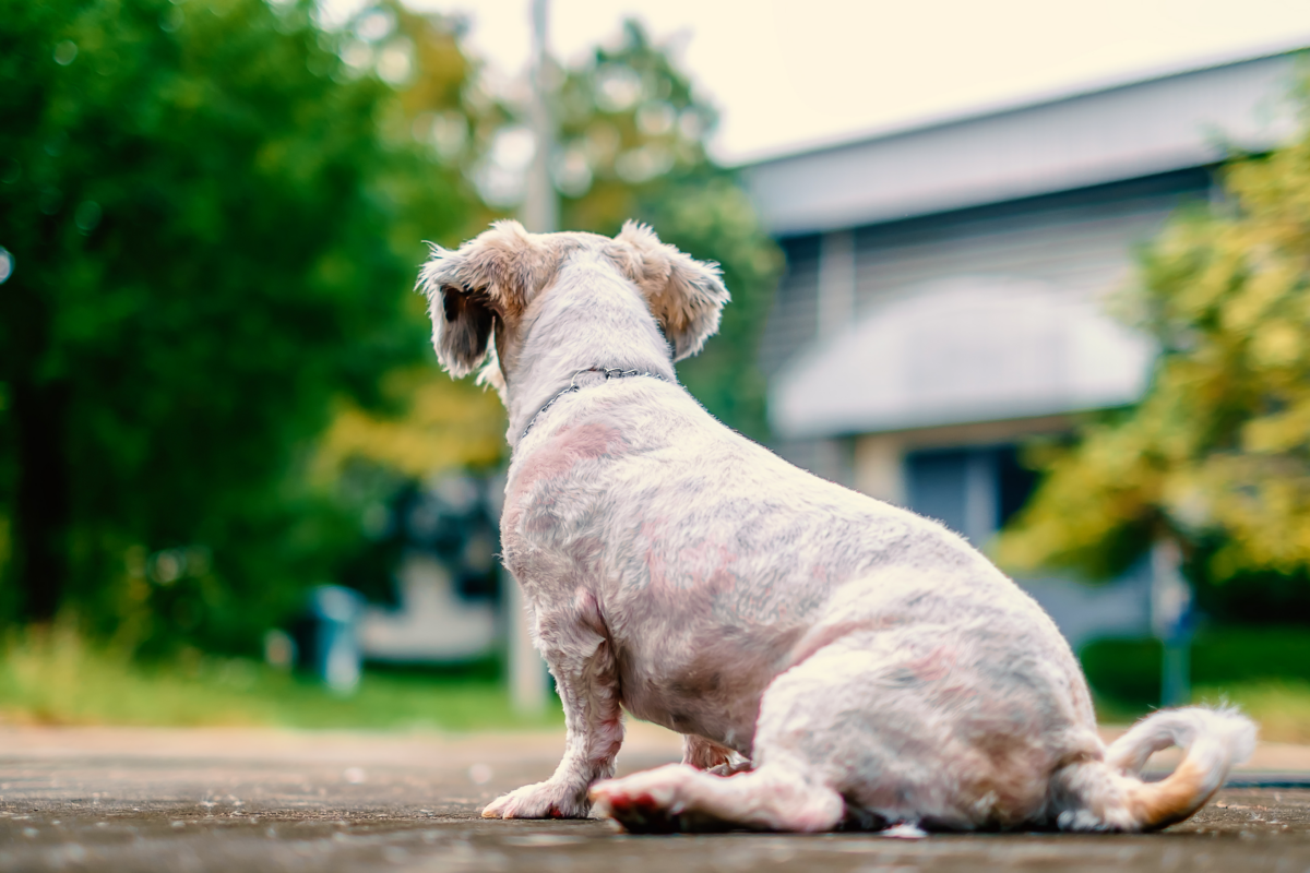 Az élesztőgomba fertőzés kutyáknál: Hogyan kezeljük a mancsokat, a füleket, a hasat és a bőrt?
